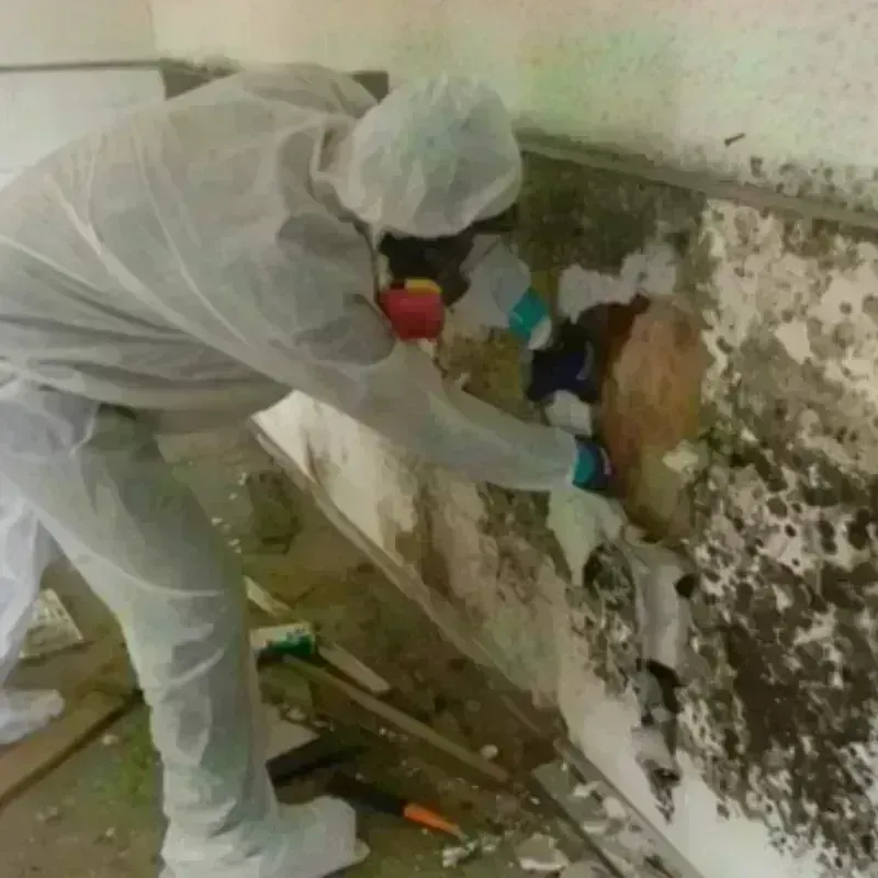 Mold Remediation and Removal in Coloma, MI